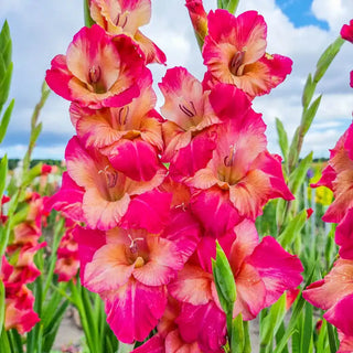 Apricot Bubblegum Gladiolus