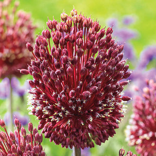 Red Mohican Allium