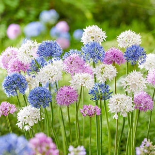 Pastel Pompoms Allium Mixture