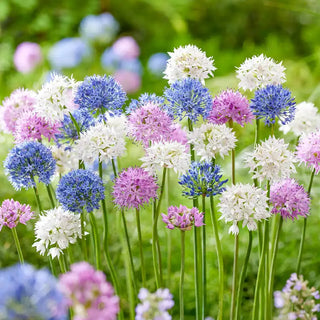 Pastel Pompoms Allium Mixture