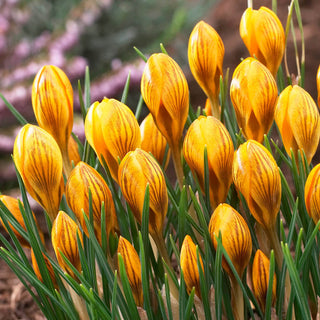 Fuscotinctus Snow Crocus