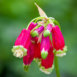 Firecracker Flower