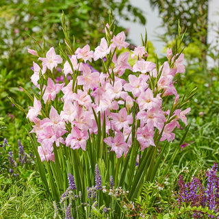 Charming Lady Hardy Gladiolus