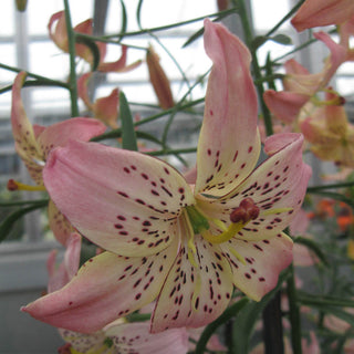 Corsage Lily