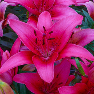 Pink County Lily