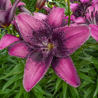 Purple Dream Lily