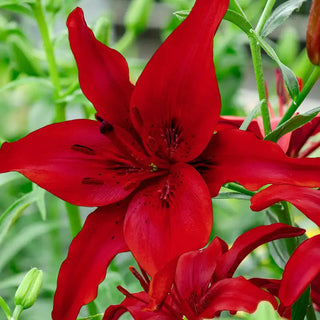 Asiatic Lily Collection