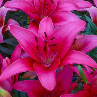 Asiatic Lily Collection