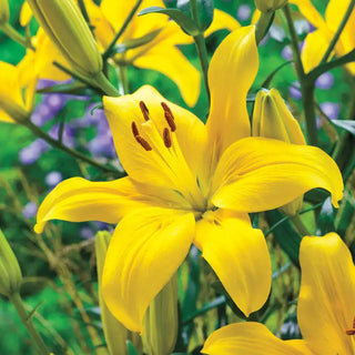 Asiatic Lily Collection