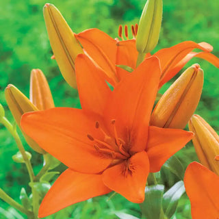 Asiatic Lily Collection