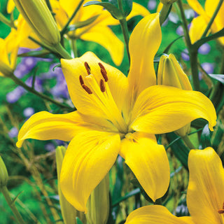 Asiatic Lilies