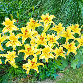 Gold Fever Oriental Carpet Border Lily