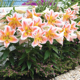 Salmon Party Oriental Carpet Border Lily™