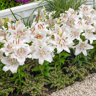 Salmon Party Oriental Carpet Border Lily