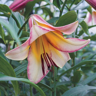 Beijing Moon Lily Tree®