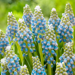 Touch Of Snow Grape Hyacinth