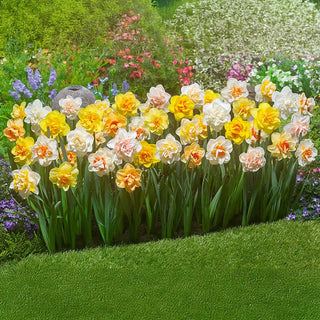 2 Months Of Double Daffodil Mixture