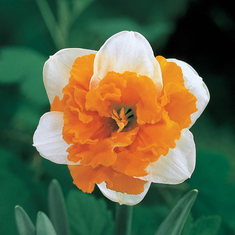 Buy Orangerie Daffodil Bulb Online | Breck's Bulbs Canada – Brecks Canada