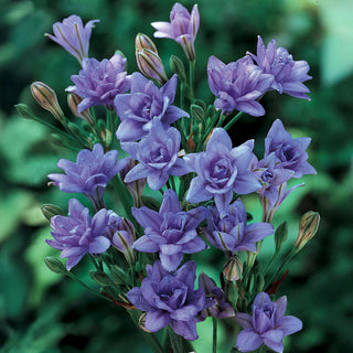 Aquarius Triteleia