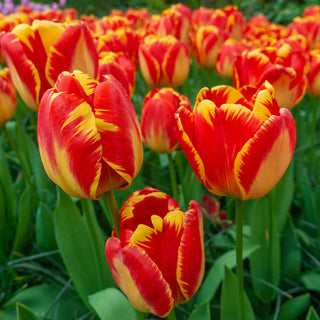 Tulips