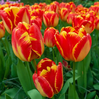 Banja Luka Tulip