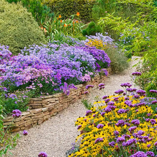 Blue Lagoon Daisy Aster