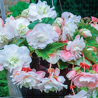 Angelique Hanging Begonia