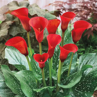 Red Alert Calla Lily