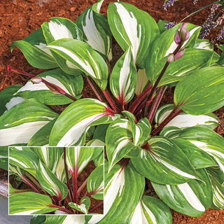 Raspberry Sundae Hosta