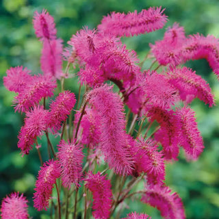 Japanese Bottlebrush