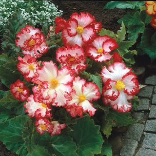 White-Red Crispa Marginata Begonia