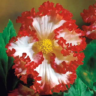 White-Red Crispa Marginata Begonia