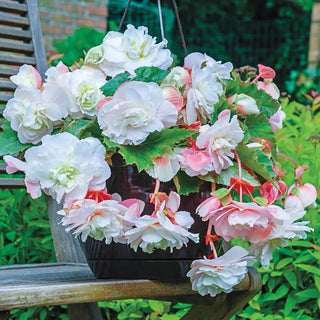 Angelique Hanging Begonia