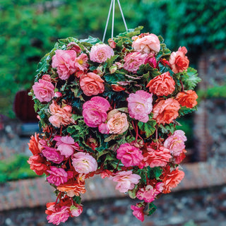 Cascading Splendor Begonia