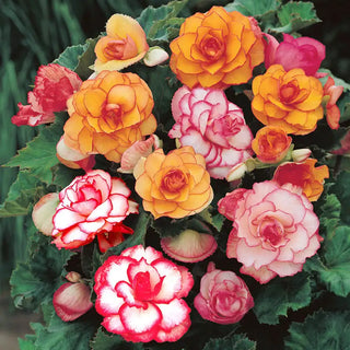 Picotee Begonia Mixture