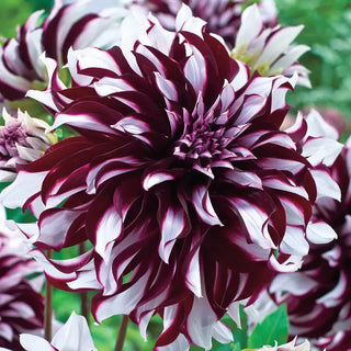 Tartan Dahlia