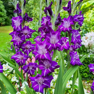 Hallowy Gladiolus