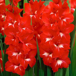 Traderhorn Gladiolus