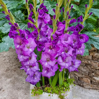 Cumsuis Dwarf Gladiolus