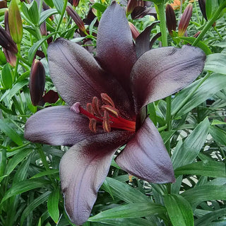 Black Ship Lily