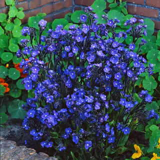 Loddon Royalist Anchusa