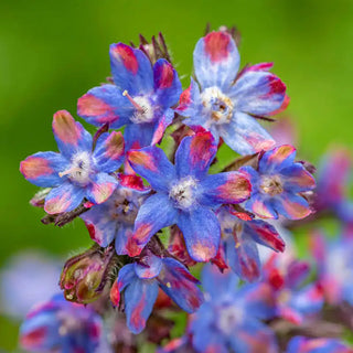 Loddon Royalist Anchusa