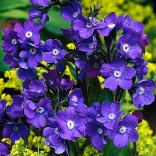 Loddon Royalist Anchusa