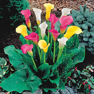 Calla Lily Mixture