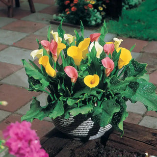 Calla Lily Mixture