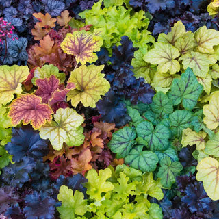 Heuchera