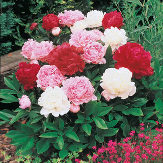 Peony Mixture Super Sak