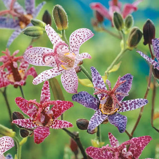 Toad Lily Mixture