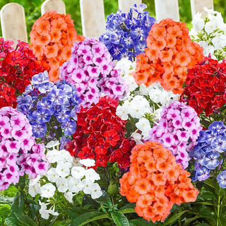 Tall Hybrid Phlox Mixture