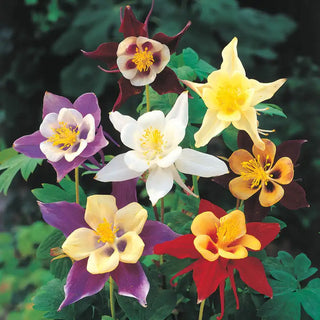 Giant Columbine Mixture